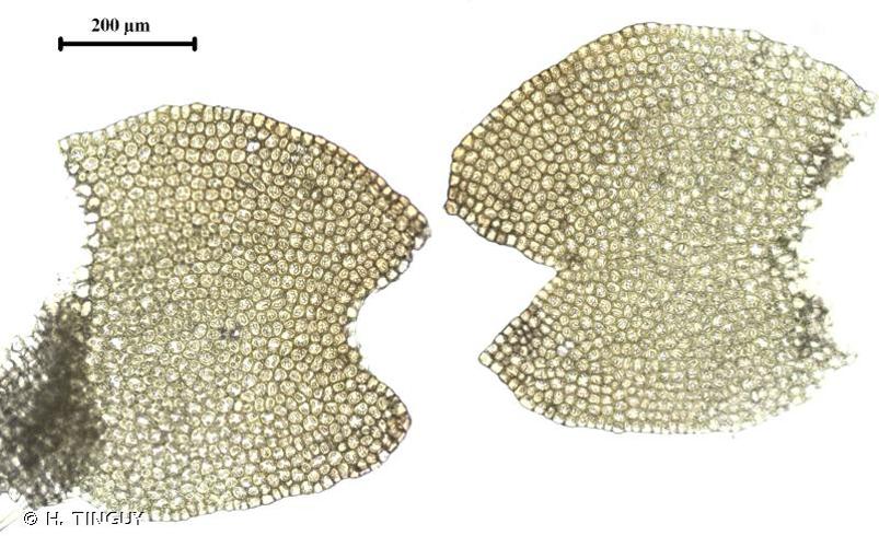 <i>Mesoptychia heterocolpos</i> (Thed. ex Hartm.) L.Söderstr. & Váňa, 2012 © H. TINGUY