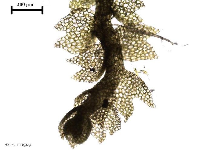 <i>Mesoptychia badensis</i> (Gottsche ex Rabenh.) L.Söderstr. & Váňa, 2012 © H. Tinguy