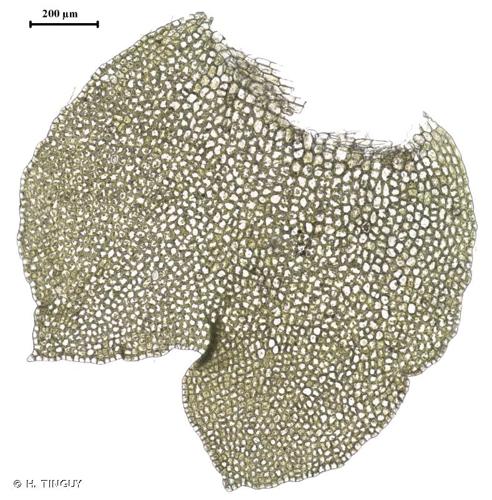 <i>Obtusifolium obtusum</i> (Lindb.) S.W.Arnell, 1956 © H. TINGUY