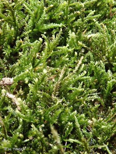 <i>Heterocladium wulfsbergii</i> I.Hagen, 1909 © H. TINGUY