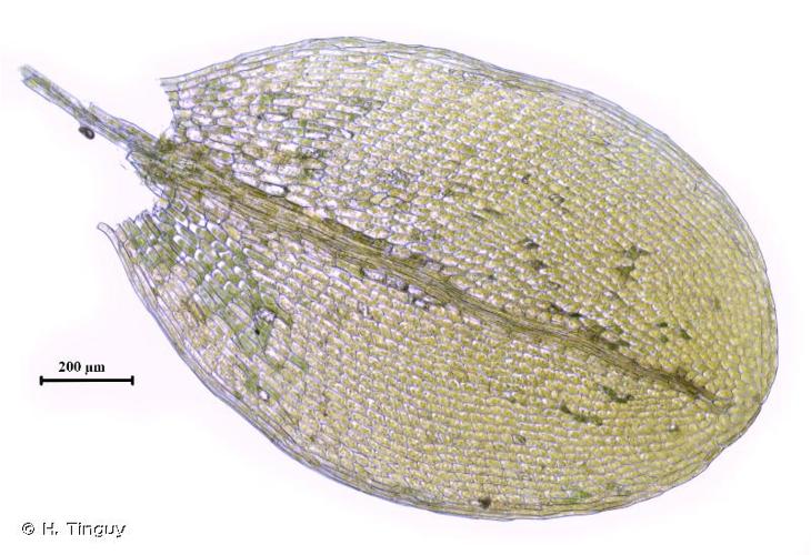 <i>Ptychostomum cyclophyllum</i> (Schwägr.) J.R.Spence © H. Tinguy