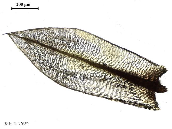 <i>Ptychostomum creberrimum</i> (Taylor) J.R.Spence & H.P.Ramsay, 2005 © H. TINGUY