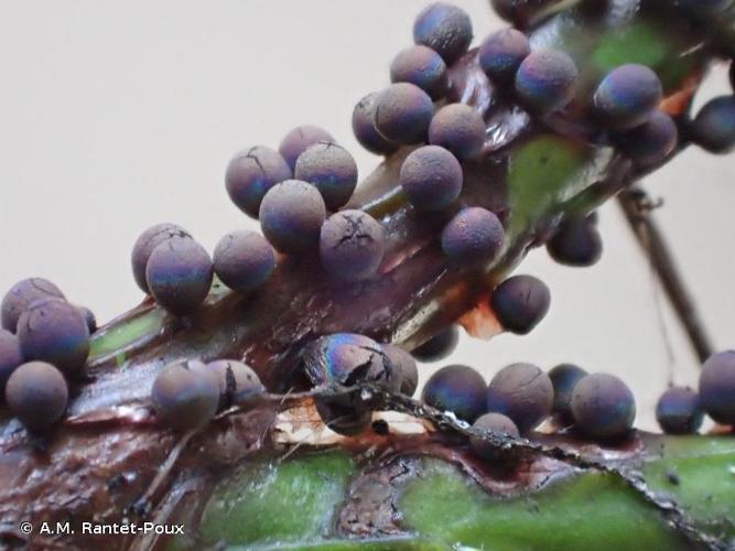 <i>Lamproderma spinulosporum</i> Mar.Mey., Nowotny & Poulain, 1994 © A.M. Rantet-Poux