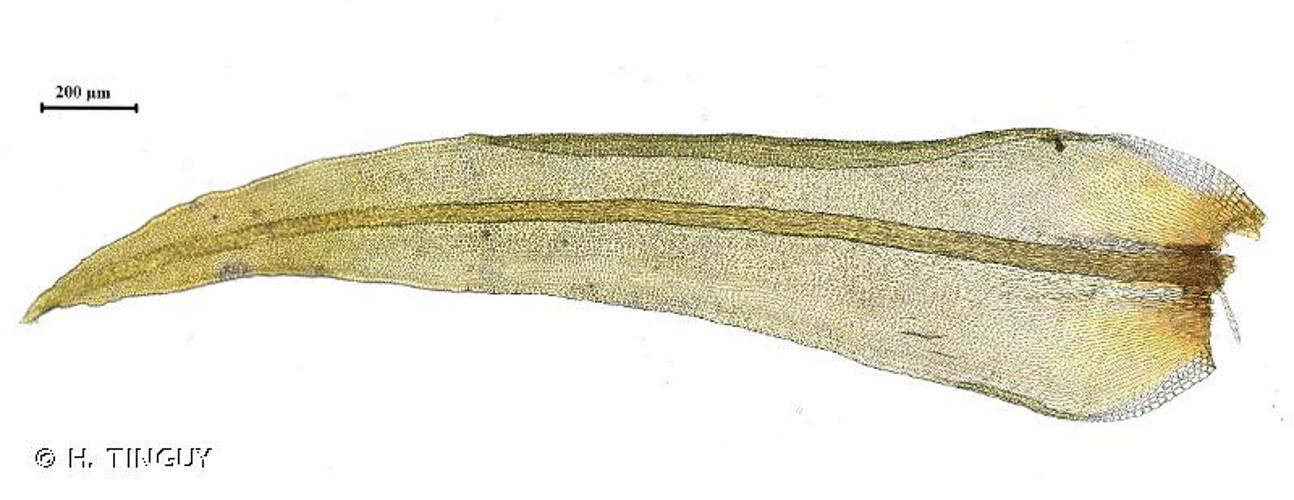 <i>Ulota crispula</i> Bruch, 1827 © H. TINGUY