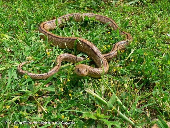 <i>Zamenis scalaris</i> (Schinz, 1822) © S. Sant/Parc Amazonien de Guyane