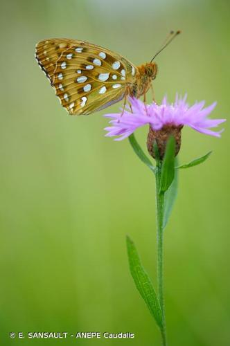 <i>Speyeria aglaja</i> (Linnaeus, 1758) © E. SANSAULT - ANEPE Caudalis