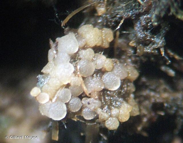 <i>Coprotus leucopocillum</i> Kimbr., Luck-Allen & Cain, 1972 © Gilbert Moyne