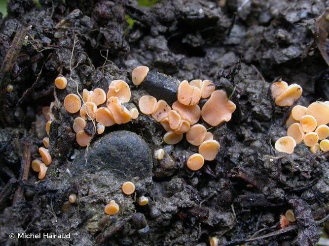 <i>Pulvinula convexella</i> (P.Karst.) Pfister, 1976 © Michel Hairaud