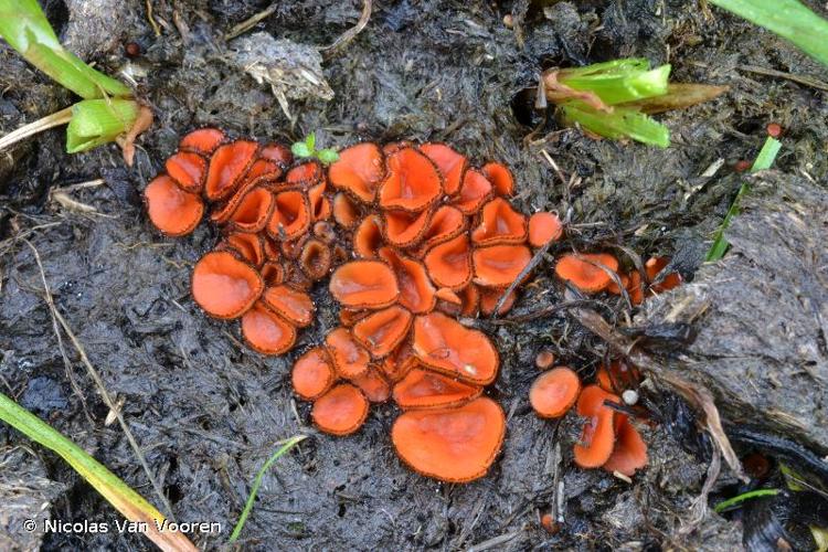 <i>Scutellinia patagonica</i> (Rehm) Gamundí, 1960 © Nicolas Van Vooren