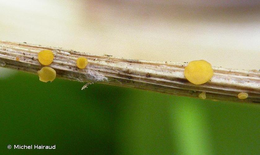 <i>Rodwayella citrinula</i> (P.Karst.) Spooner, 1986 © Michel Hairaud