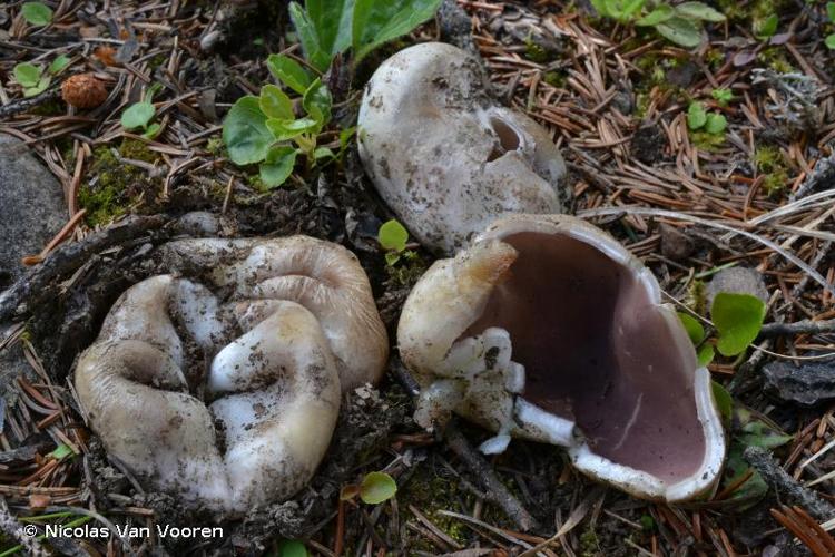 <i>Sarcosphaera coronaria</i> (Jacq.) J.Schröt., 1893 © Nicolas Van Vooren