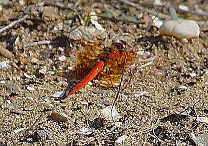 <i>Trithemis kirbyi</i> Selys, 1891 © J. ICHTER