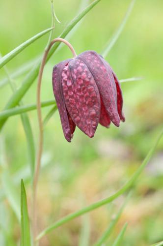 Fritillaria meleagris © PERERA S.