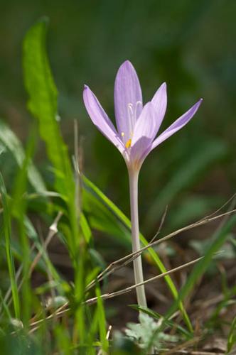 Colchicum autumnale © PERERA S.