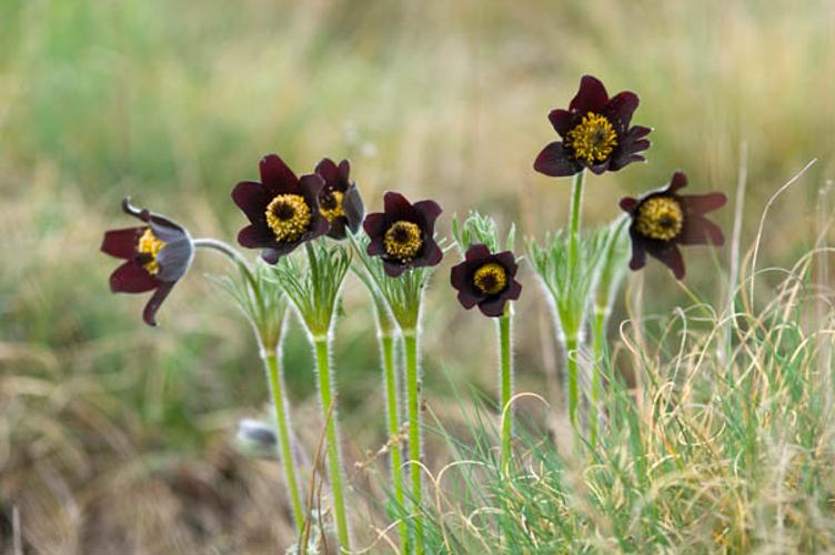 Pulsatille rouge - Pulsatilla rubra | Biodiv'AURA Atlas - SINP AURA