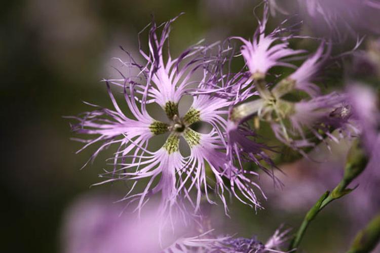 Dianthus superbus © PERERA S.