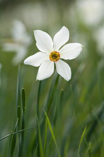 Narcissus poeticus © PERERA S.