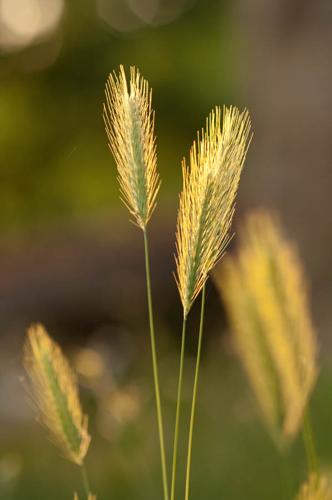 Hordeum murinum © PERERA S.