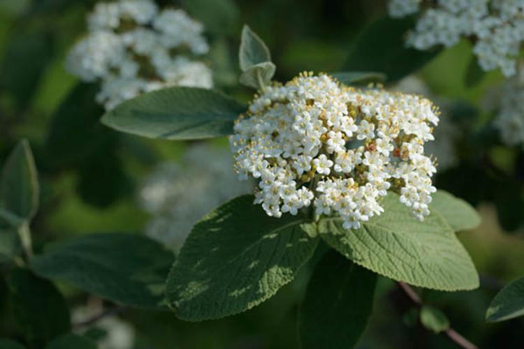 Viburnum lantana © DESCHEEMACKER A.