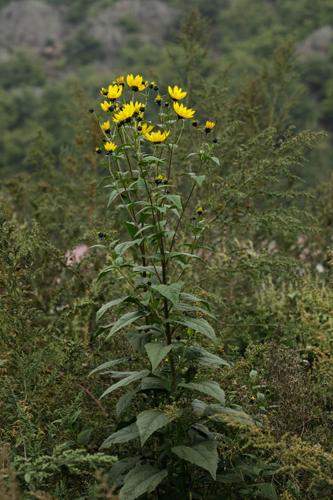 Helianthus tuberosus © DESCHEEMACKER A.