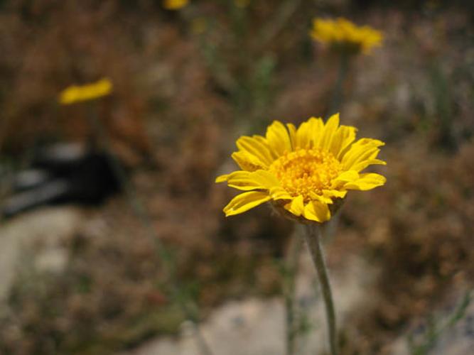 Anthemis tinctoria © NICOLAS S.