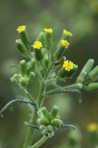 Senecio sylvaticus © DESCHEEMACKER A.