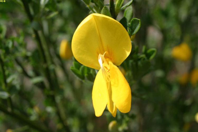 Cytisus scoparius © ANONYME