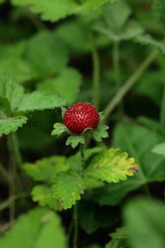 Duchesnea indica © DESCHEEMACKER A.