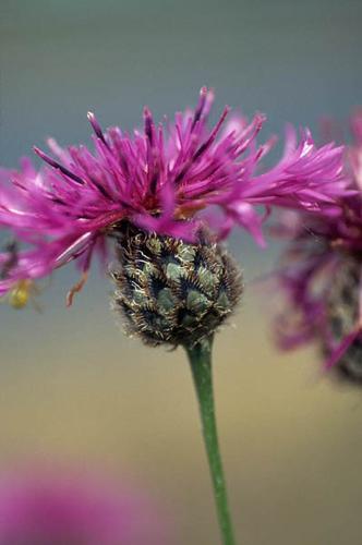 Centaurea scabiosa © GRAVELAT B.