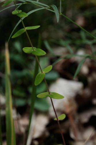 Hypericum pulchrum © DESCHEEMACKER A.