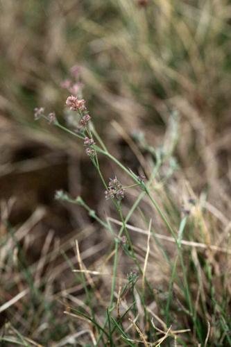 Bupleurum tenuissimum © DESCHEEMACKER A.