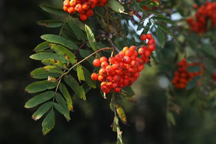 Sorbus aucuparia © DESCHEEMACKER A.