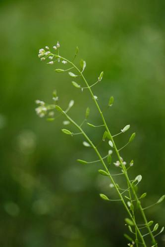 Draba muralis © DESCHEEMACKER A.