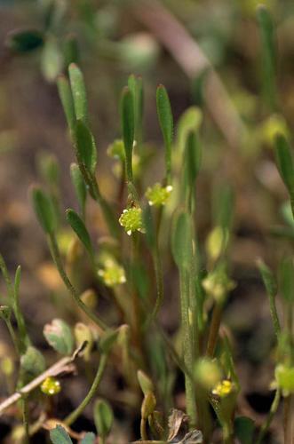 Ranunculus nodiflorus © GRAVELAT B.