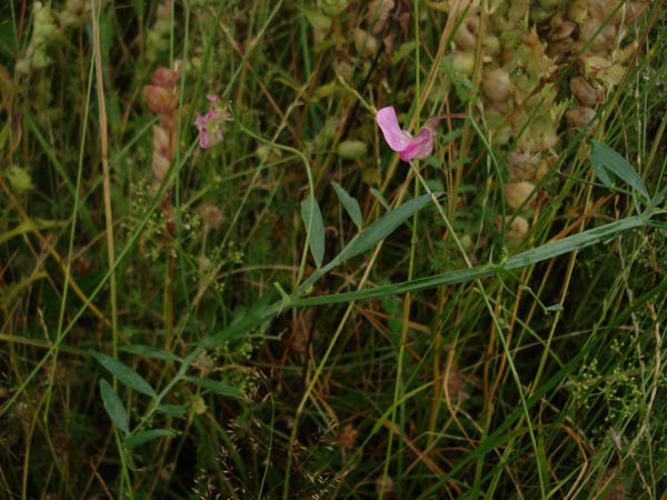 Lathyrus cirrhosus © NICOLAS S.