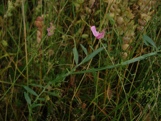 Lathyrus cirrhosus © NICOLAS S.