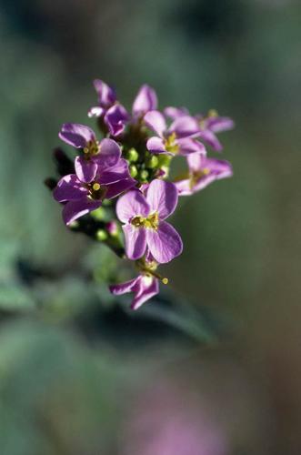 Arabis cebennensis © GRAVELAT B.