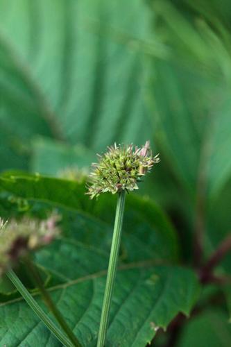 Oeananthe silaifolia © DESCHEEMACKER A.