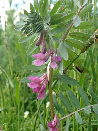 Vicia pannonica © NICOLAS S.