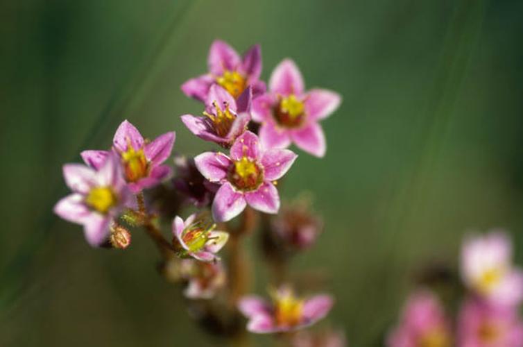 Sedum villosum © GRAVELAT B.