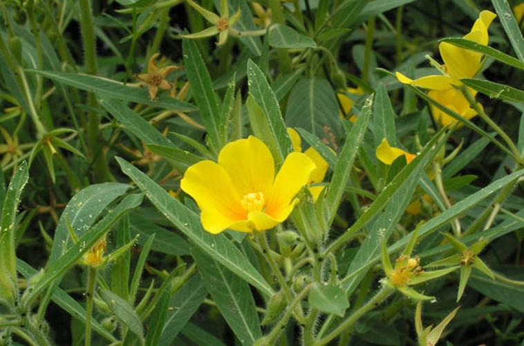 Ludwigia grandiflora © CHABROL L.