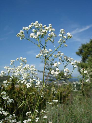 Galium glaucum © NICOLAS S.