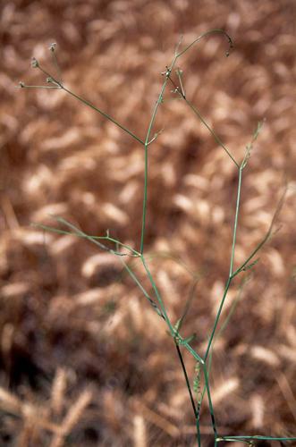 Petroselinum segetum © OLIVIER L.
