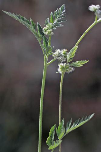 Torilis nodosa © NAWROT O.