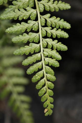 Asplenium obovatum subsp. billotii © DESCHEEMACKER A.