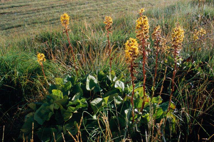 Ligularia sibirica © OLIVIER L.