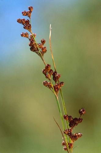 Juncus gerardii © OLIVIER L.