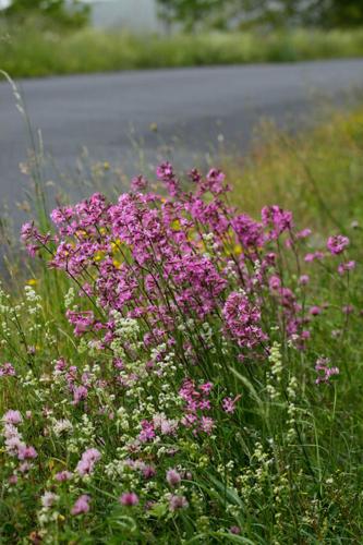 Silene viscaria © DESCHEEMACKER A.