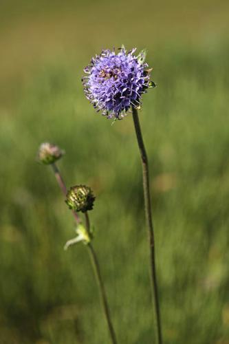 Succisa pratensis © DESCHEEMACKER A.