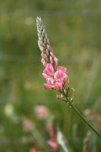 Onobrychis viciifolia © DESCHEEMACKER A.